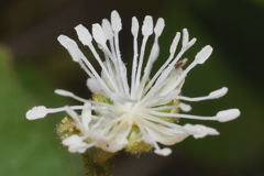 Croton ciliatoglandulifer