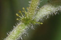 Croton ciliatoglandulifer