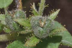 Croton ciliatoglandulifer