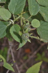 Croton ciliatoglandulifer