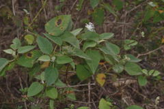 Croton ciliatoglandulifer