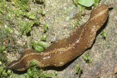 Australopacifica mariae