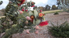 Eucalyptus rhodantha