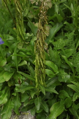 Macropodium nivale