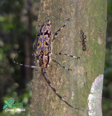 Colobothea rubroornata