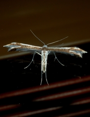 Pterophorus furcatalis
