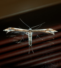 Pterophorus furcatalis
