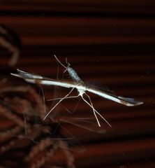 Pterophorus furcatalis