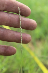 Digitaria monodactyla