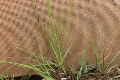 Digitaria monodactyla