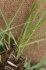 Digitaria monodactyla