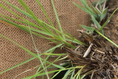 Digitaria monodactyla