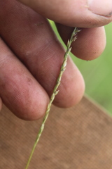 Digitaria monodactyla