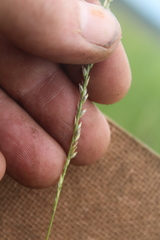 Digitaria monodactyla