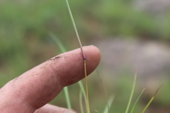 Digitaria monodactyla