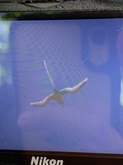 Phaethon lepturus lepturus