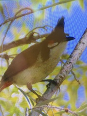Pycnonotus jocosus