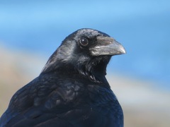 Corvus corone orientalis