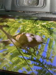 Zosterops borbonicus