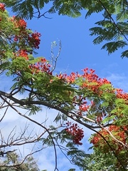 Delonix regia