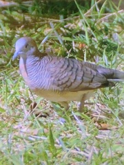 Geopelia striata