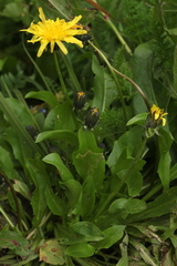 Taraxacum glabrum