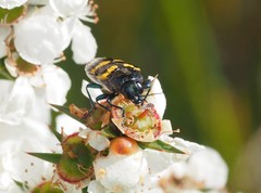 Castiarina rectifasciata