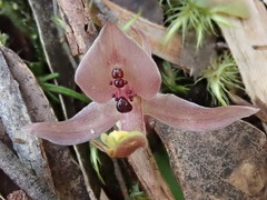 Chiloglottis gunnii