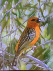 Foudia madagascariensis