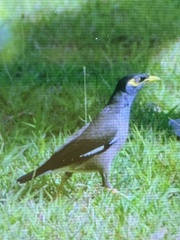 Acridotheres tristis