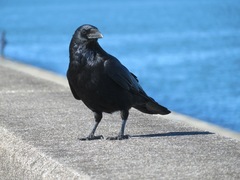 Corvus corone orientalis