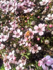 Apis mellifera