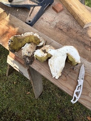 Boletus barrowsii