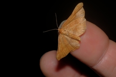 Morova subfasciata