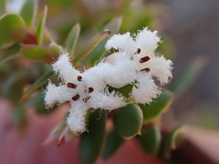 Leucopogon collinus