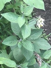 Solanum bulbocastanum