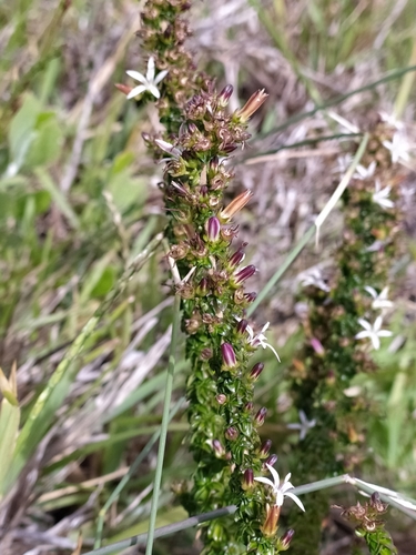 Image of Wahlenbergia tenella by (c) Kim Gordon, some rights reserved (CC BY)