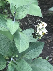 Solanum bulbocastanum