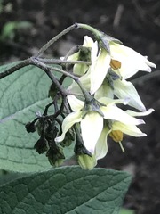 Solanum bulbocastanum