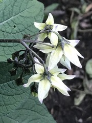 Solanum bulbocastanum