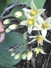 Solanum bulbocastanum