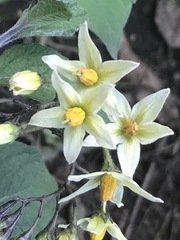 Solanum bulbocastanum