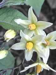 Solanum bulbocastanum