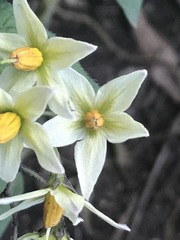 Solanum bulbocastanum