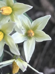 Solanum bulbocastanum