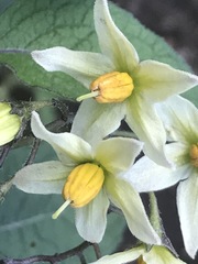 Solanum bulbocastanum