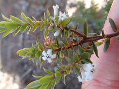 Leucopogon collinus