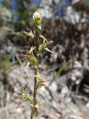 Prasophyllum concinnum