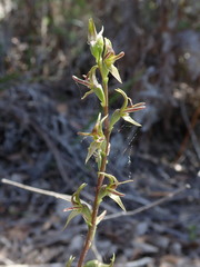Prasophyllum concinnum