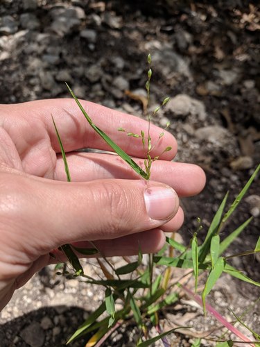 cedar rosette grass (Dichanthelium pedicellatum)